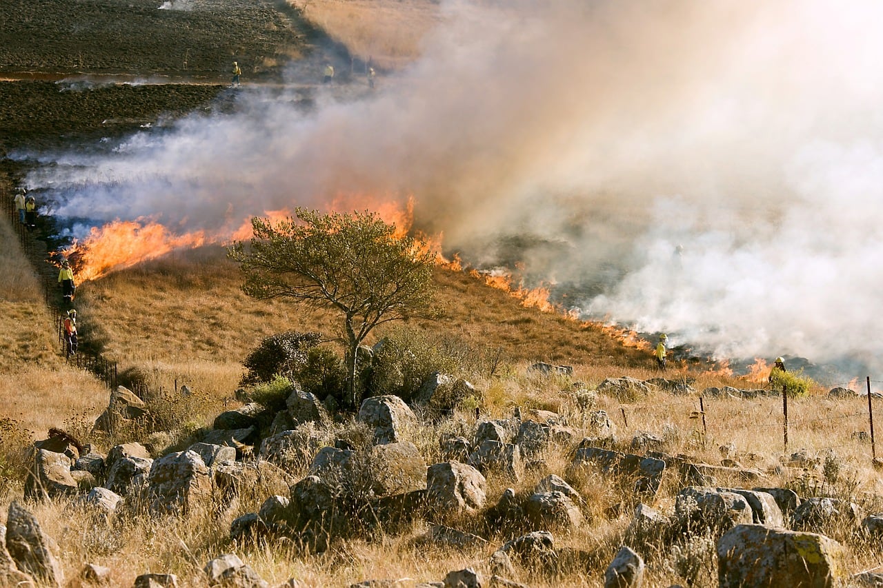 Forêt partiellement embrasée sous un ciel enfumé, illustrant le lien entre sécheresse, incendies et changement climatique